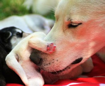 Close-up of dog looking away