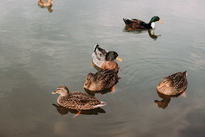 High angle view of mallard ducks swimming in lake