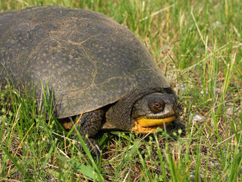 Close-up of turtle