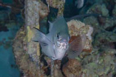Close-up of fish swimming in sea