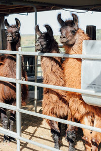 Portrait of alpacas standing by railing