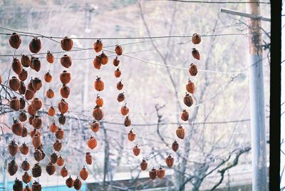 Low angle view of decorations hanging on tree against sky