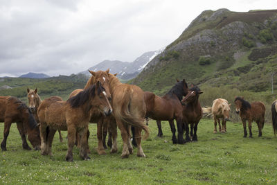 Horses in a field