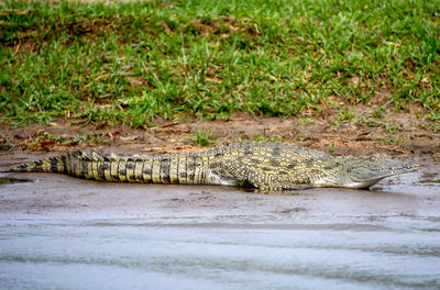 View of a reptile in a river