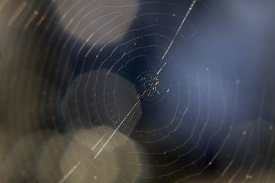 Close-up of spider web