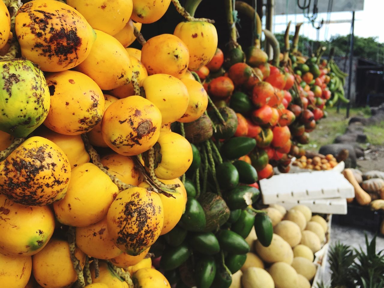 food and drink, freshness, food, healthy eating, fruit, for sale, abundance, market stall, market, large group of objects, retail, yellow, ripe, orange - fruit, close-up, focus on foreground, vegetable, organic, variation, choice