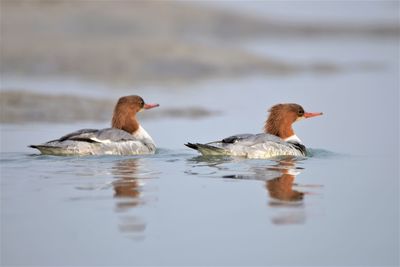 Common merganser or goosander