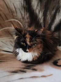 Portrait of cat relaxing on bed