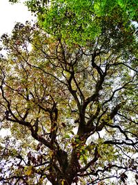 Low angle view of trees