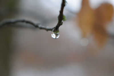 Close-up of water drops on leaf