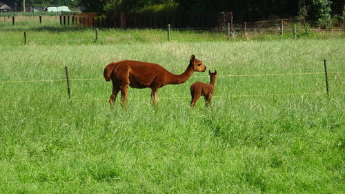 Cows grazing on field