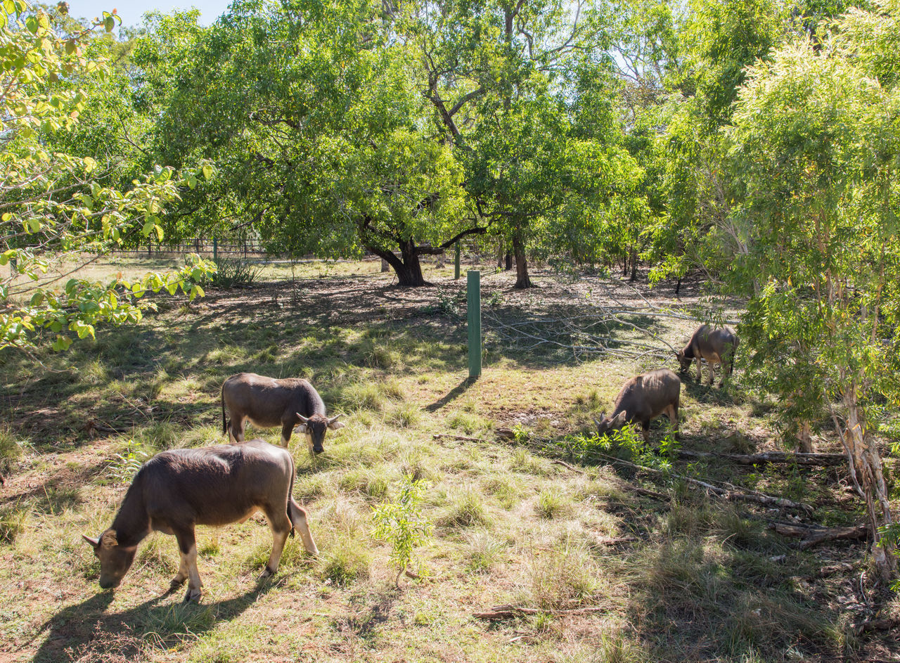 GOATS ON A FIELD