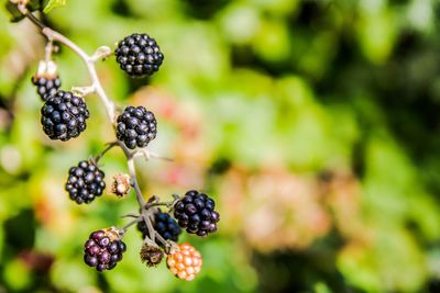 Close-up of berries growing on tree
