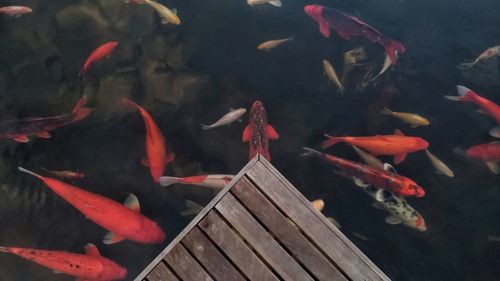 Koi fish in clear water.