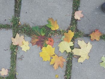 High angle view of yellow maple leaf on street