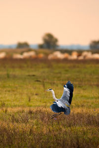 High angle view of a bird flying