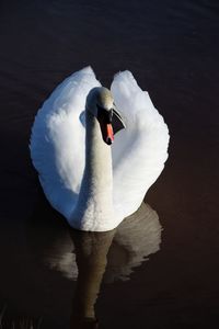 Swan swimming in a lake