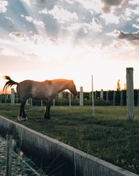 Horses standing in ranch against sky during sunset