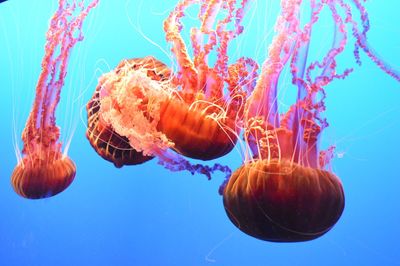 Close-up of jellyfish against blue background