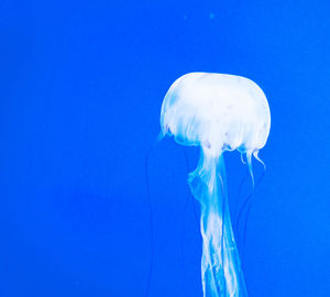 Jellyfish swimming in sea