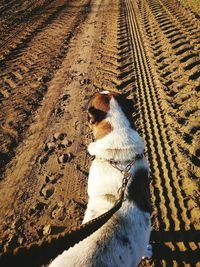 Dog sitting outdoors