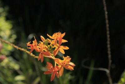 Close-up of orange flowers blooming outdoors