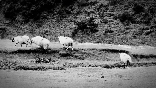 Sheep grazing on field