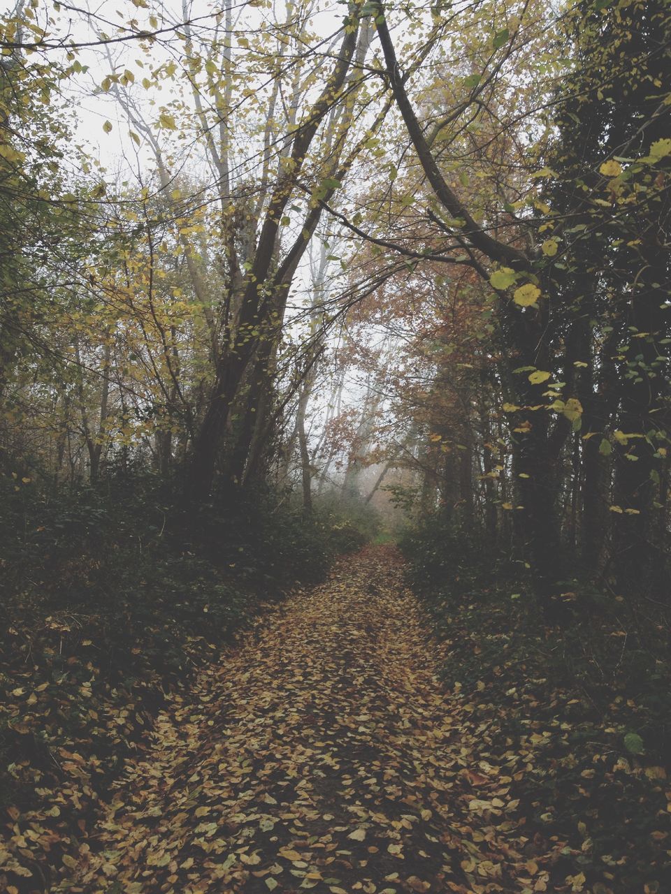 tree, the way forward, tranquility, nature, tranquil scene, growth, diminishing perspective, forest, beauty in nature, vanishing point, autumn, dirt road, tree trunk, branch, scenics, footpath, treelined, leaf, day, outdoors