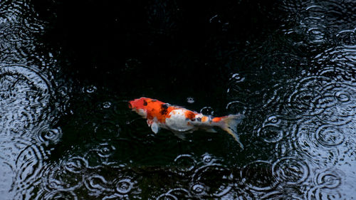 Fish swimming in lake