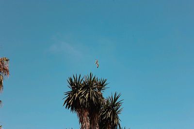 Low angle view of palm tree against blue sky