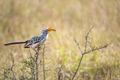 Bird perching on a branch