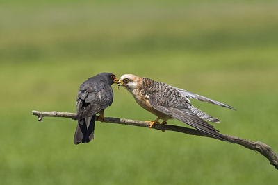 Close-up of birds perching on branch