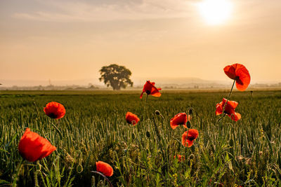 Close-up of poppies on field against sky during sunset