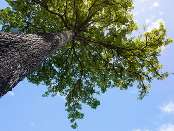 Low angle view of tree against sky