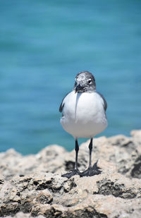 Gull standing on a fossilized rock along the edge of the ocean.