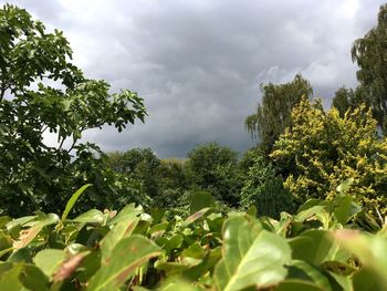 Low angle view of plants and trees against sky