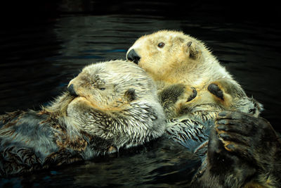 View of duck swimming in lake