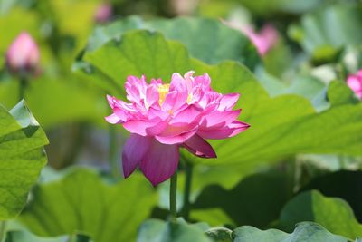 Close-up of pink water lily in pond