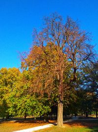 Trees in park against blue sky during autumn
