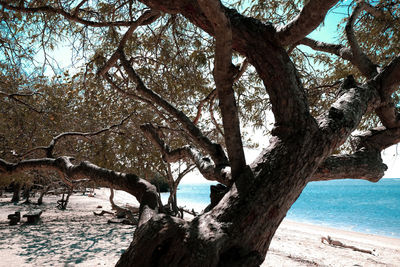 Tree by sea against sky