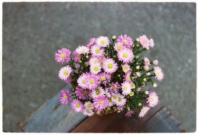 Close-up of pink flowers