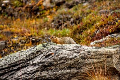 Side view of lizard on rock