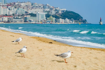 Seagulls walk in the sand on the sea