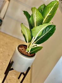 High angle view of potted plant on table at home