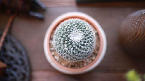 High angle view of potted plant on table