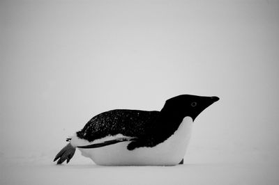 Close-up of black bird against white background