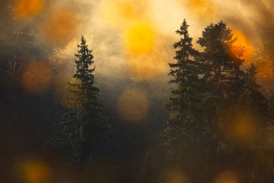 Trees in forest during sunset