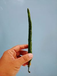 Close-up of hand holding leaf