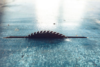 High angle view of crab on table