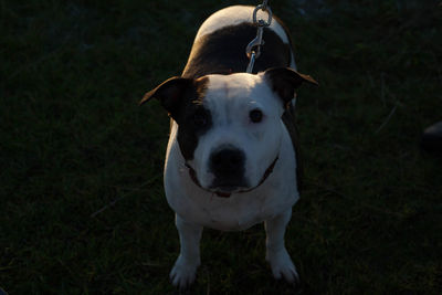 Portrait of dog